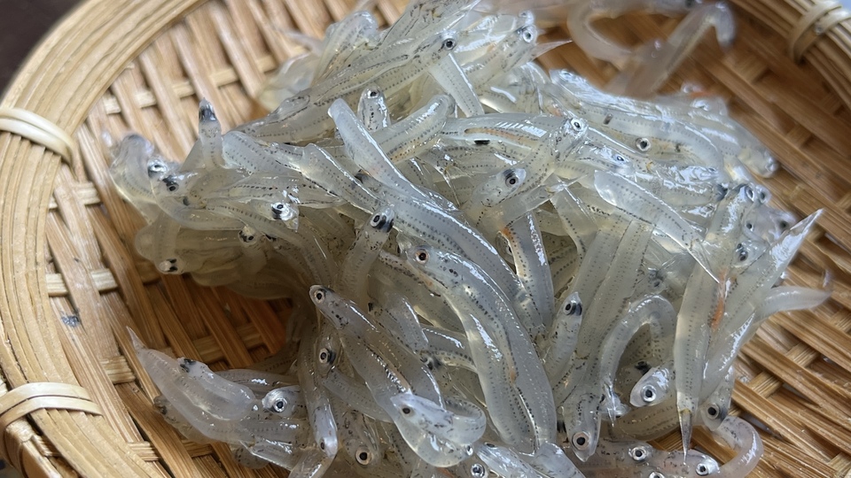 ちりめんじゃこ」とは？乾海産