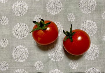 お弁当のミニトマト、ヘタを取り除かないと? リスクに「そんなことに」「気を付ける」 – grapeグレイプ