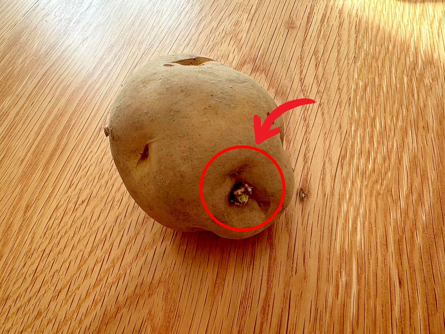 ジャガイモの芽が出たら、もう保存してもダメ?いいえ、まだ大丈夫ですよ♪ - コックさん食堂