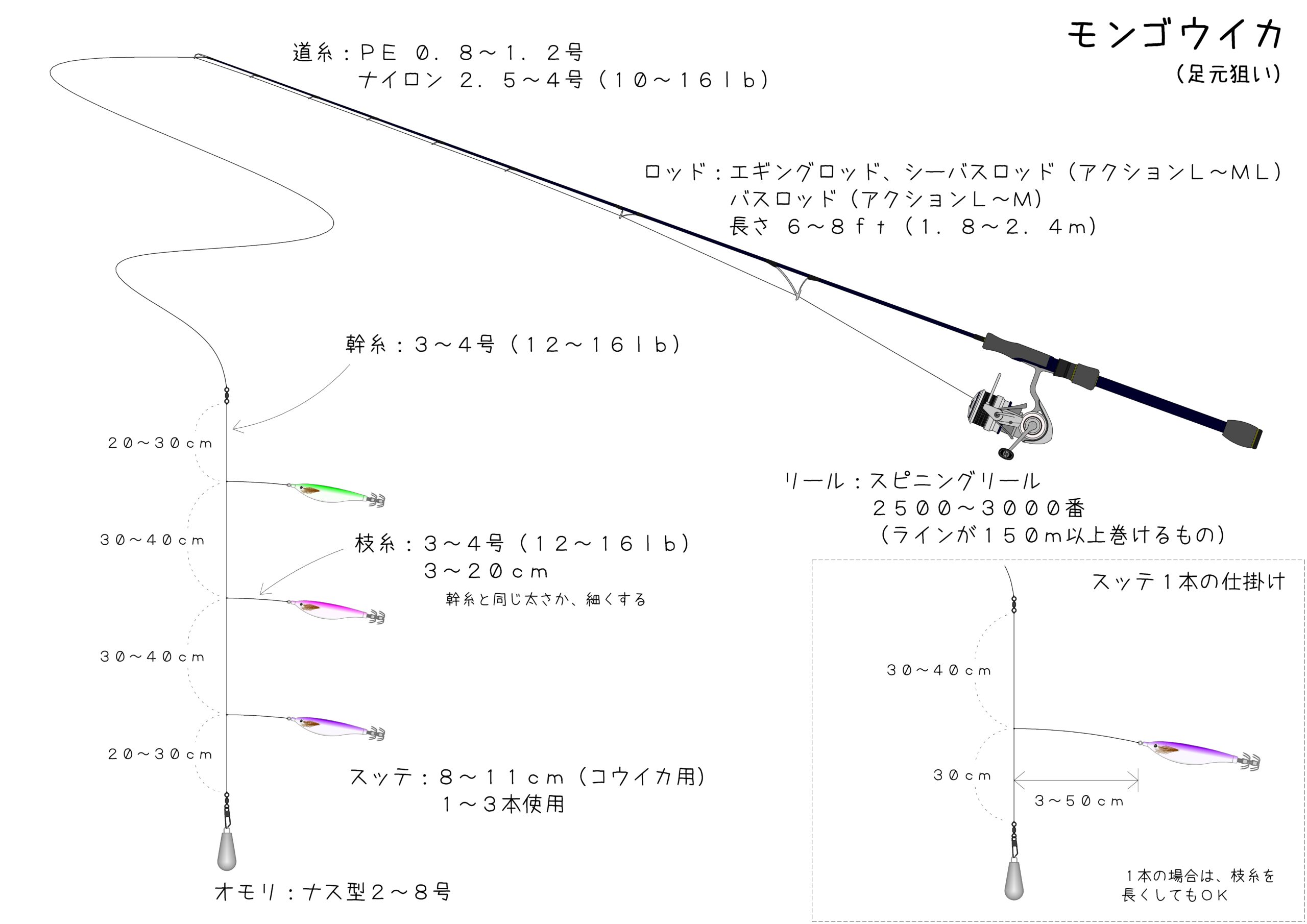 紋甲イカ モンゴウイカAlpex Japan