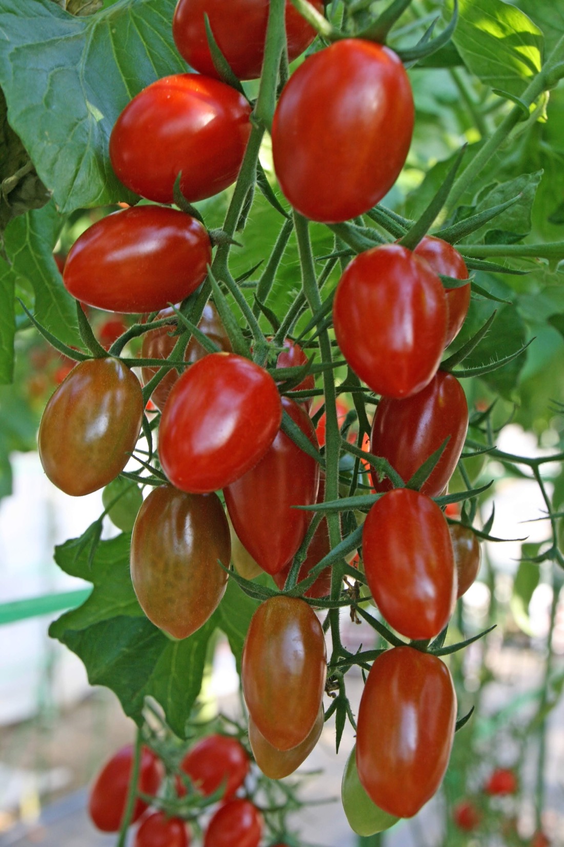 新しくなった☆エンジェルスウィートトマト ☆コストコおすすめ商品コストコ・ゲッツ