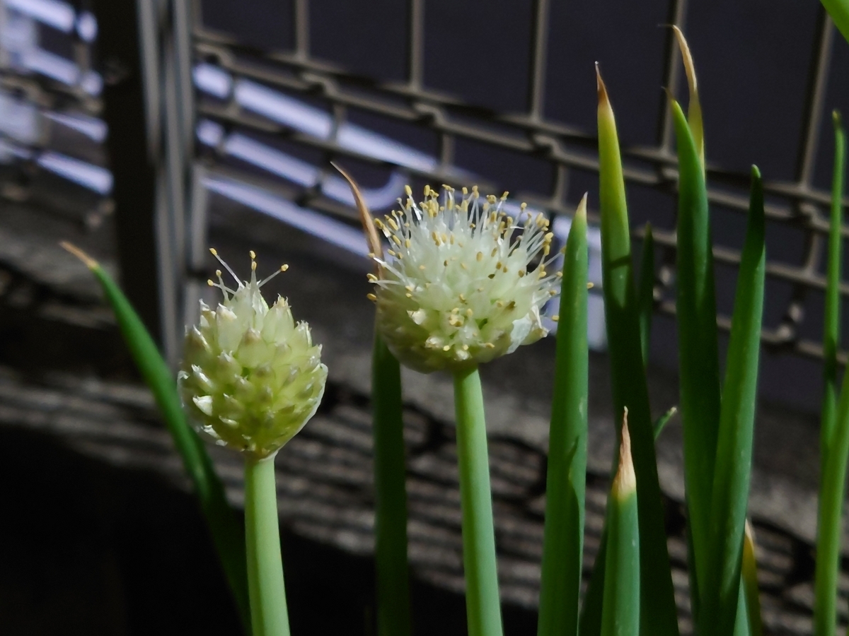 桜の咲く頃、ネギの種まき七花ファームダイアリ