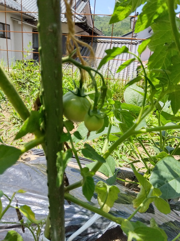ミニトマトの花が次々に、でも脇芽も 15日目みゆともり