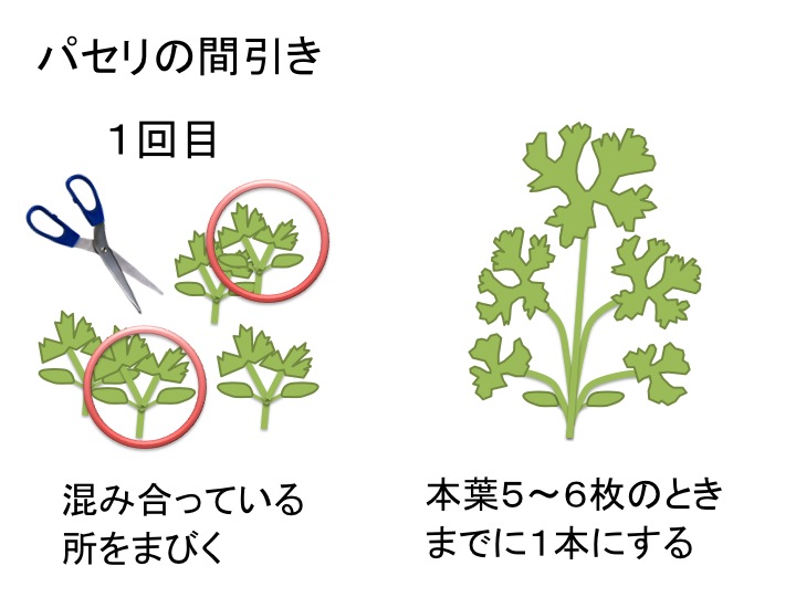 イタリアンパセリの大苗 繰り返し何回も収穫可能 室内・戸外通年栽培用大苗 肥料付き 野菜の苗 15cm硬質ポット大苗 1個売り植物のＩＴＡＮＳＥ 全品送料無料・即出荷