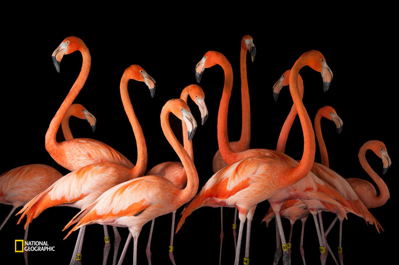 フラミンゴ ピンク色は「モテるため」 長野・須坂市動物園 飼育員日誌 - 産経ニュース