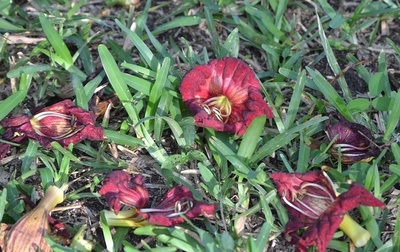 なんか珍しい花と実がなっているなと思ったら、ソーセージの木 というそうですin奥武山公園。沖縄は珍しい植物が沢山なので、ちょっとした景色も楽しい😁心と体をととのえる『ととのえ職人』五木田穣@沖縄