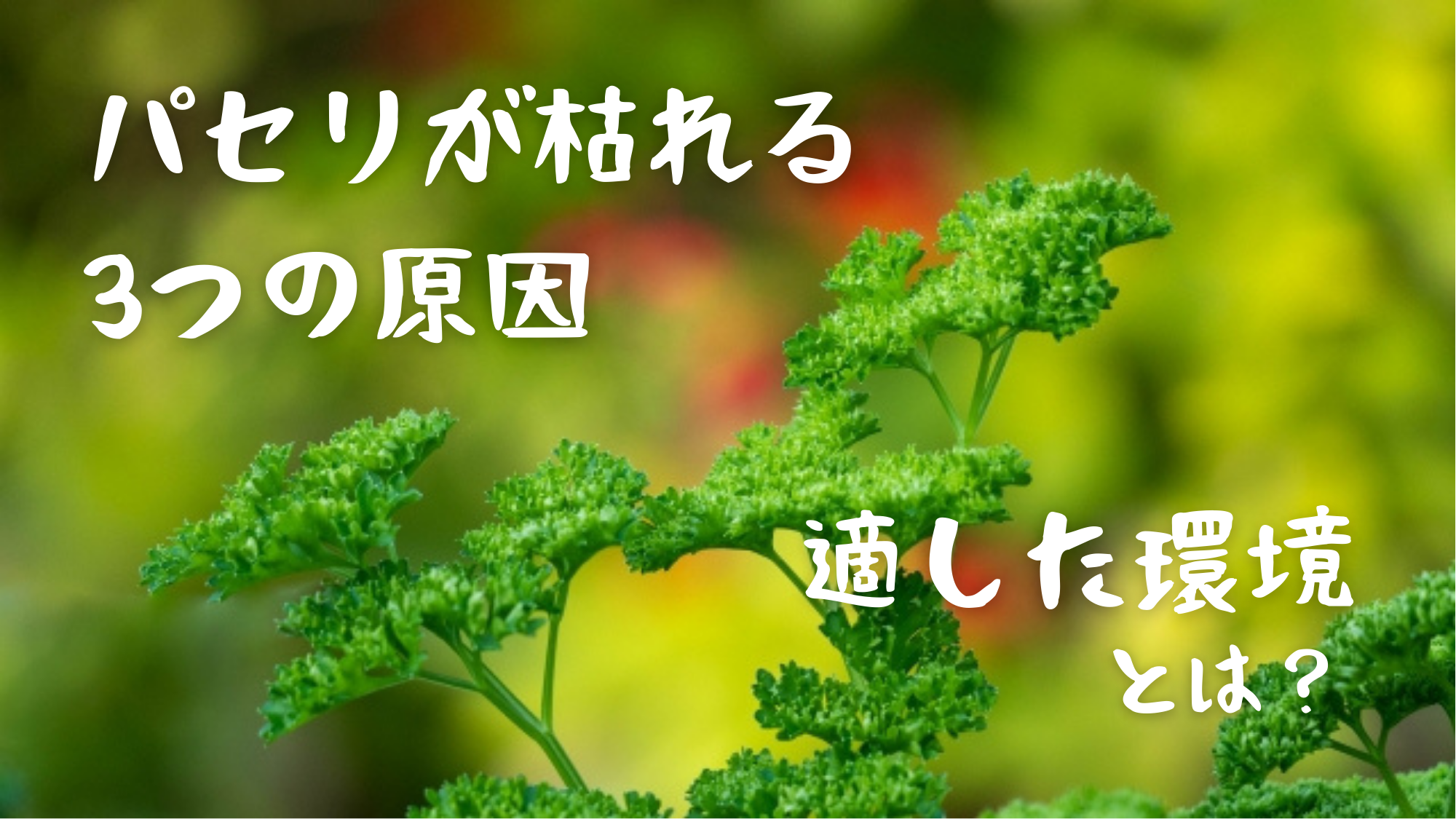 一年中収穫できる！ パセリのプランター栽培農家web