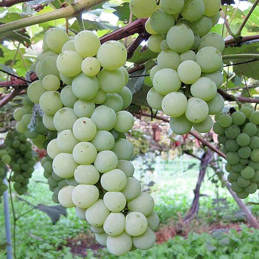 ナイアガラぶどうは本当にまずい？味の真相とおいしい食べ方徹底解剖