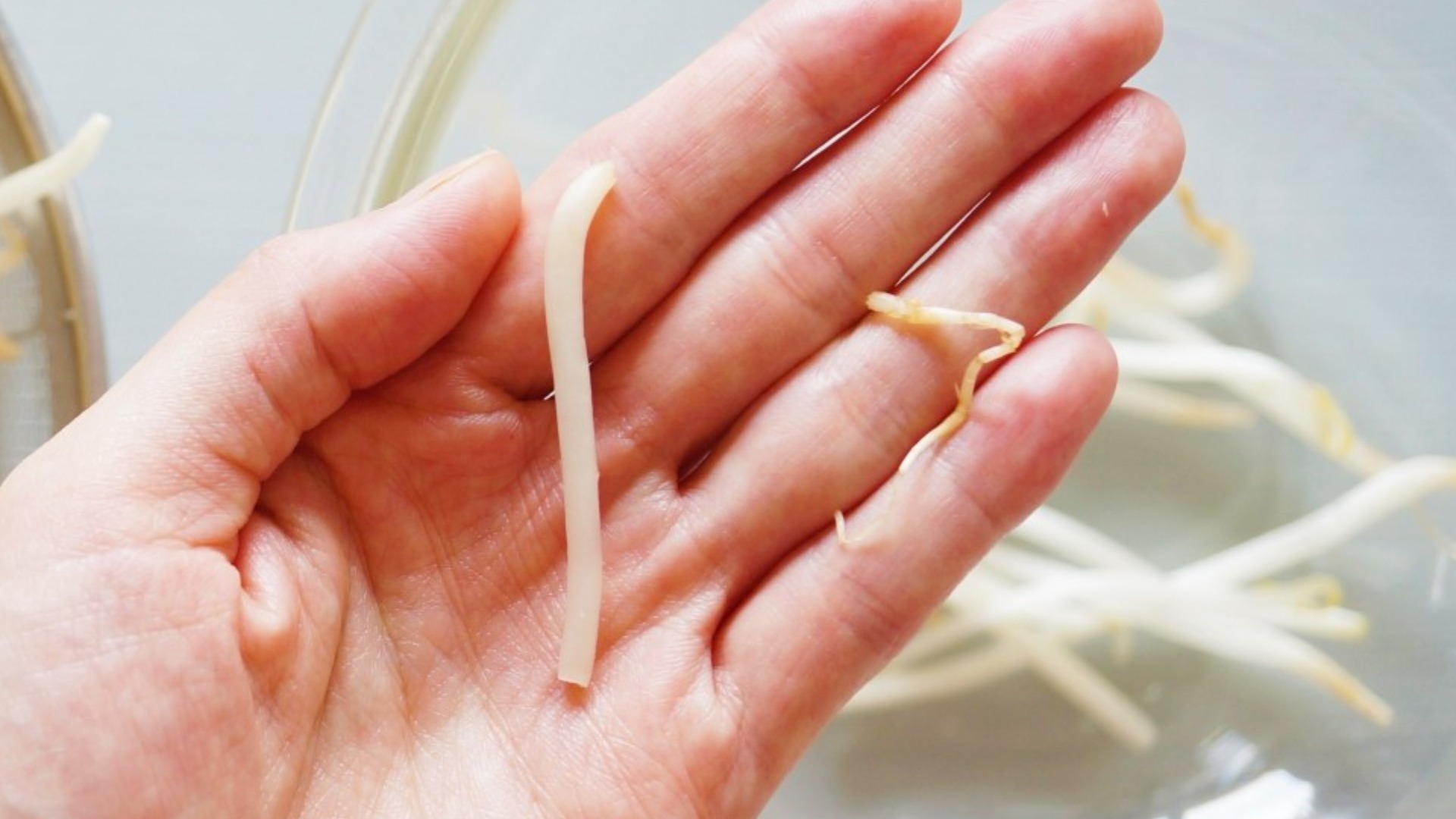 MOTTAINAIレシピ 野菜の使い切り＜もやし編1＞もやしのひげ根ナムルMOTTAINAI もったいない モッタイナイ