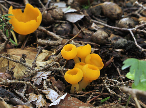 ツバキキンカクチャワンタケ - 図鑑.jp