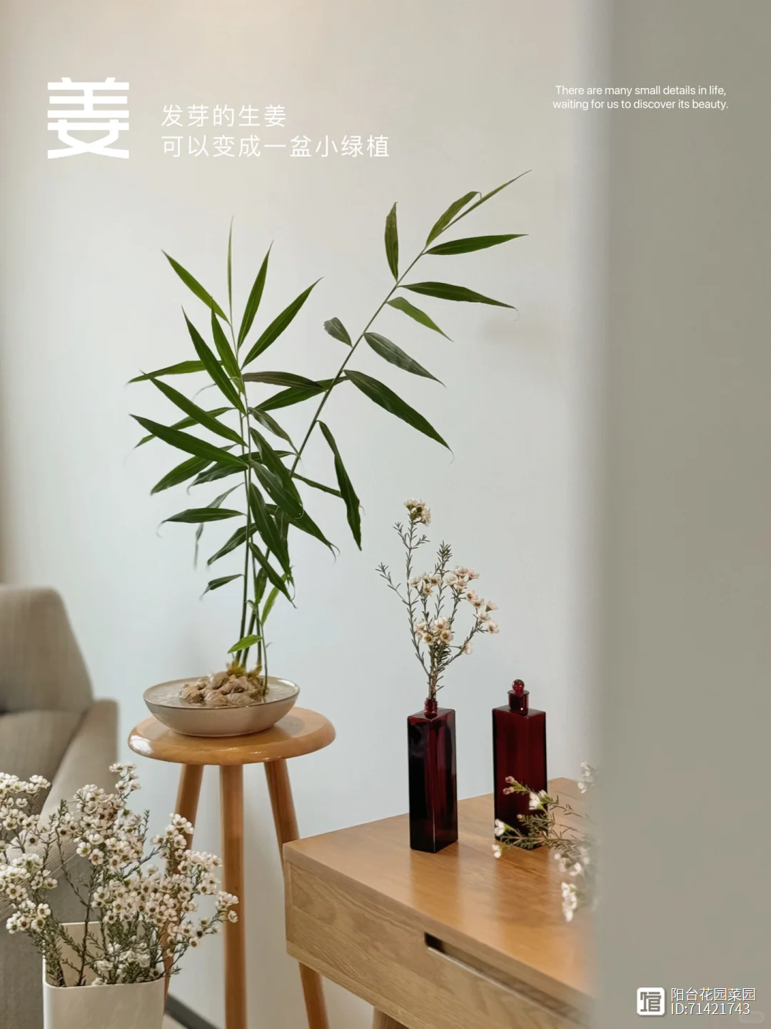 生姜ひとかけはチューブでどれくらい？一片の量は？コジカジ