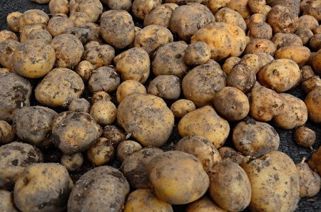 ジャガイモの害虫ケラの駆除方法や病害虫予防の方法は！？家庭菜園ブログ。〜ずぼら主婦ミントプレゼンツ