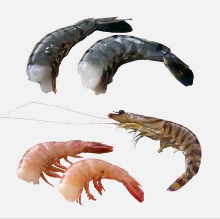 尾付むきえび 伸ばし海老 海老天ぷら 海老フライ 特大 ブラックタイガー １０尾 下ごしらえ済 大きい : ショクリュー - 通販 -Yahoo!ショッピング