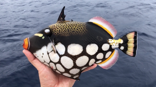 モンガラカワハギとは？ 意味や使い方 - コトバンク