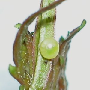 おおつき昆虫記 コスズメの幼虫南四国の自然誌