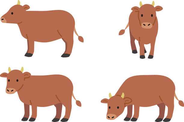 牛 黒毛和牛 イラスト 水彩 手書き クレパス Stock IllustrationAdobe Stock