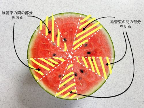 スイカの切り方はこれが正解! 甘さが均等で種も取り除きやすい プロのコツ東京ガス ウチコト
