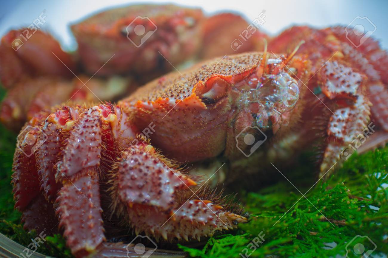 まとめ カニが泡を吹く理由は呼吸困難の合図！ – マリブ 水槽メンテナンス神奈川 海水専門レンタル・買取り・代行