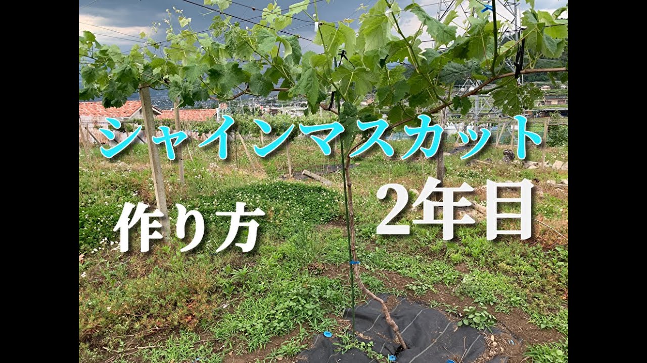ぶどうの剪定方法☆シャインマスカット1.2.3年目ごとに図で解説・剪定時期・芽かき・摘心・誘引など