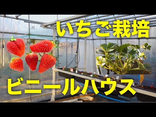 イチゴ栽培に最適なビニールハウスとは？イチゴ栽培スタートアップに知っておきたい基礎知識！AGRI JOURNAL