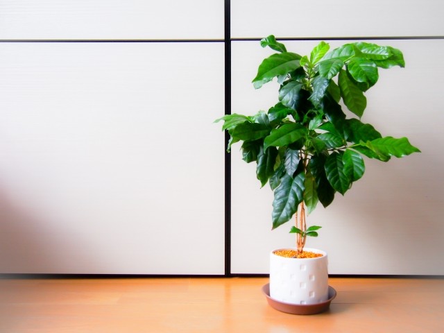 コーヒーの木の育て方！花言葉や風水効果、植え替え方法も解説胡蝶蘭・スタンド花のプレミアガーデン