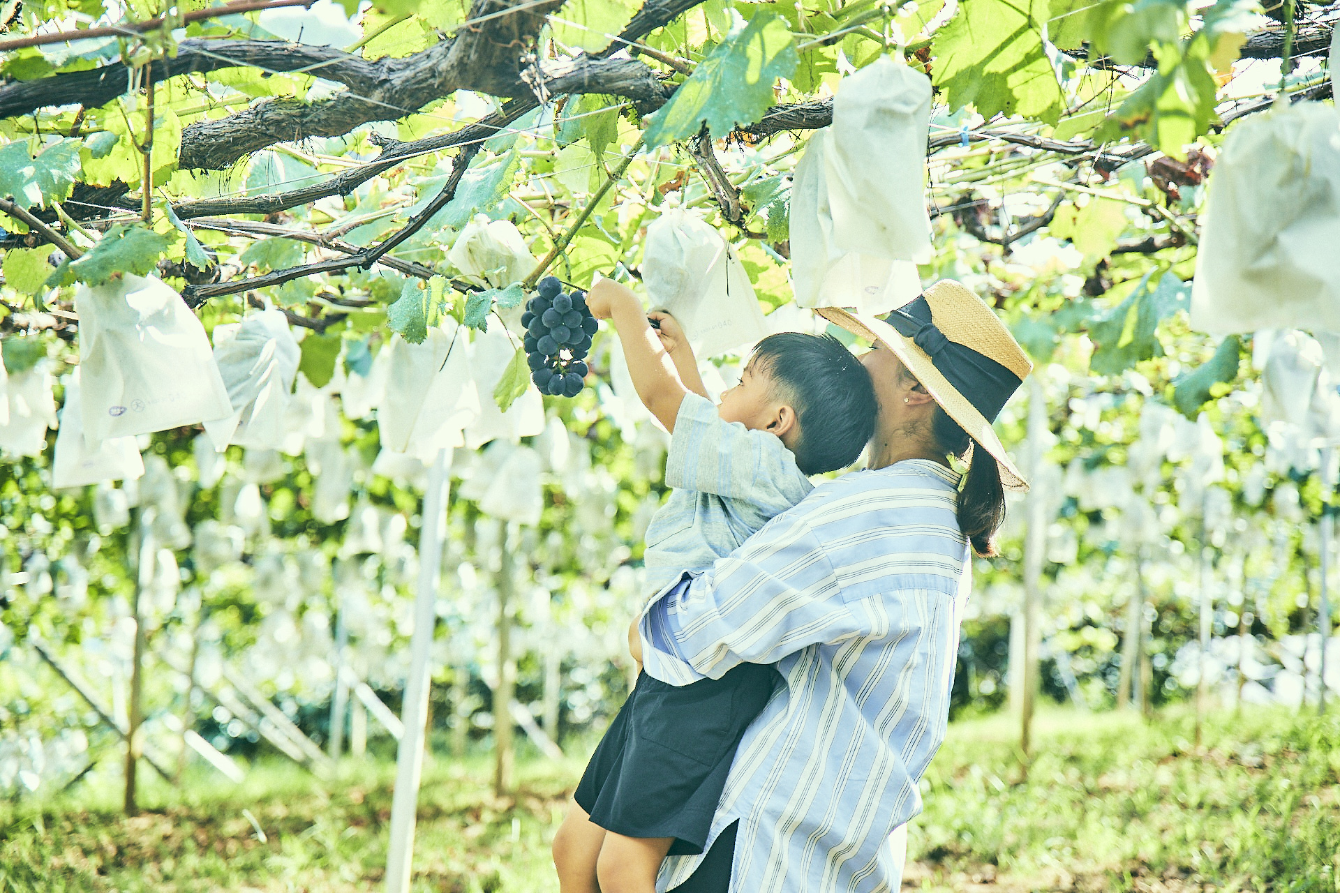 夏のまるかじり - 有田観光サイト 山海あおし 遊ぼよありだ和歌山県有田地域の観光・イベント情報
