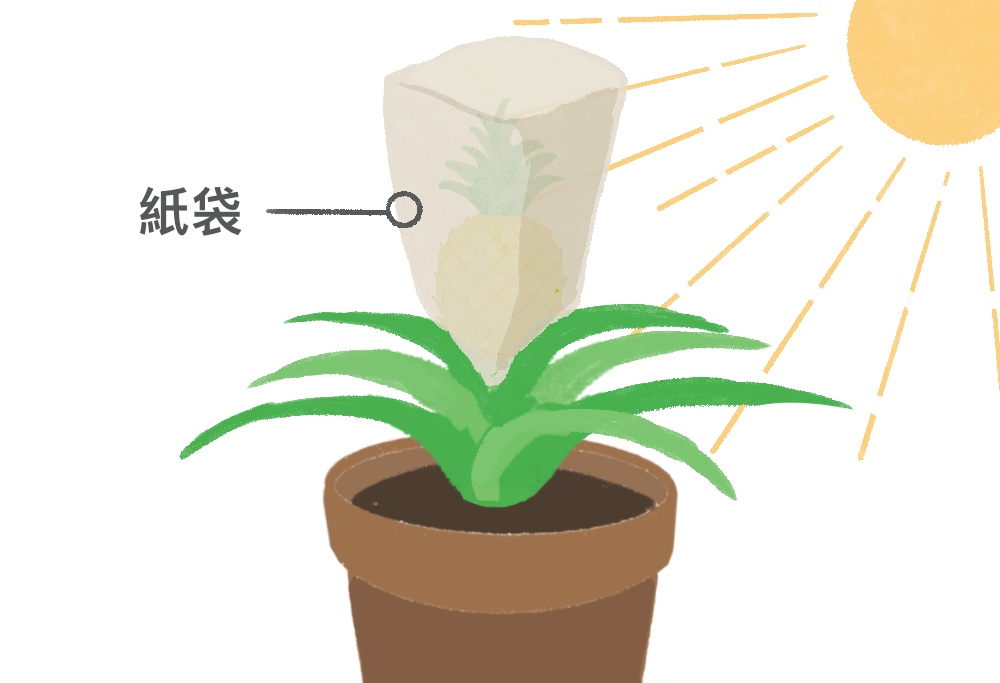 パイナップル 植え替え葉っ葉のブログ