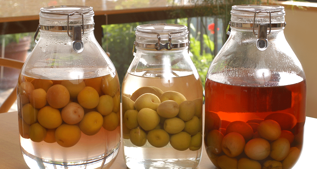 梅 はちみつ 漬け 保存袋で3日で作れる!キズ梅の救済レシピ 疲れ知らずに 簡単!梅仕事はちみつ 梅干し