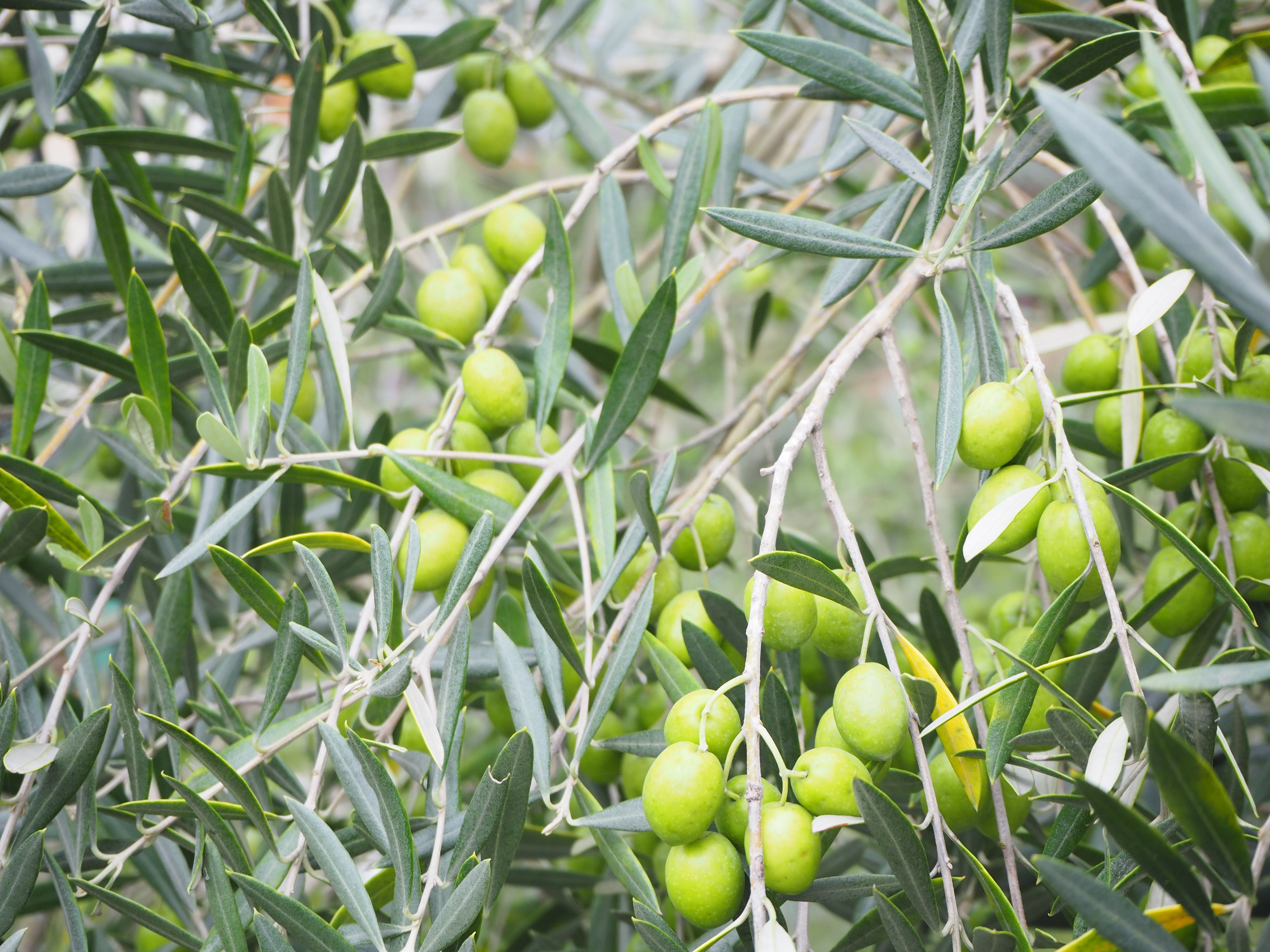 オリーブの収穫時期はいつ頃のタイミング?オリーブの教科書