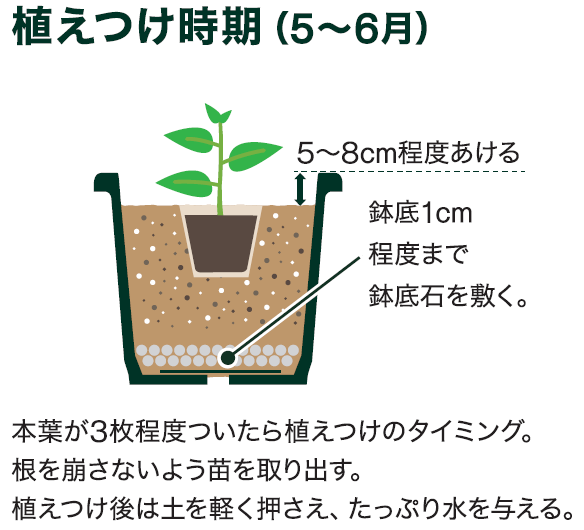 オクラの育て方は最初が大切・追肥〜支柱の立て方〜整枝作業〜病気と害虫に強い育て方のコツ オクラの育て方・栽培方法 23 6 27 - YouTube