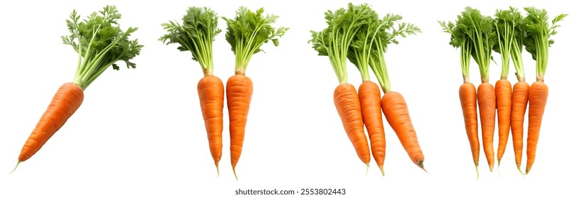 泥付き人参の写真素材写真素材なら「写真AC」無料 フリー ダウンロードOK