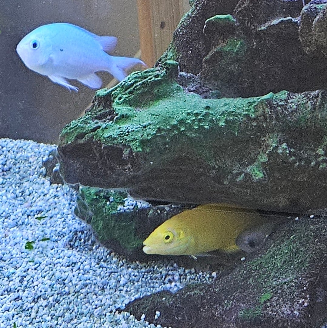 海水魚と淡水魚を同じ水槽で飼育できる「好適環境水」の組成とは?かんとこうブログ関東塗料工業組合