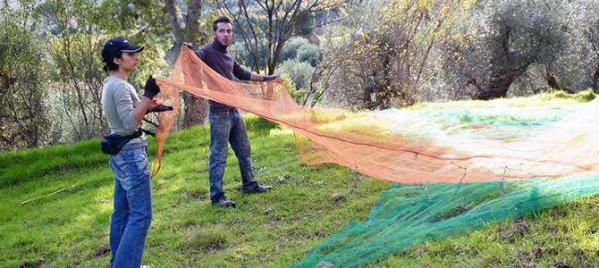 オリーブオイルの産地と特徴オリーブオイルの豆知識