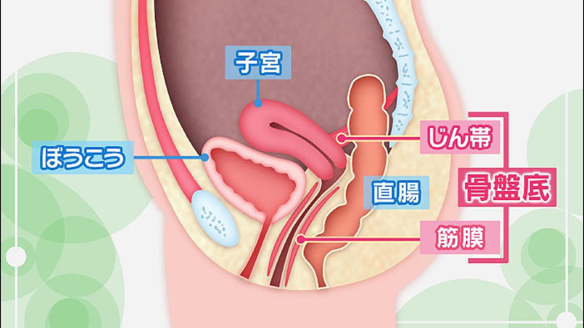 青いX線ループの女性の生殖器の解剖」の動画素材（ロイヤリティフリー）1332523 | Shutterstock