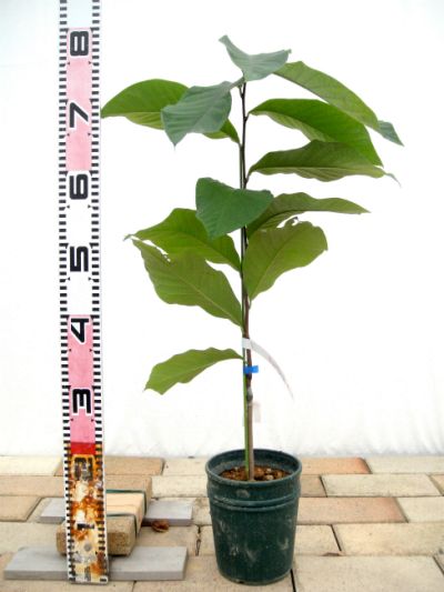 ポポーの実がちらほらと菜 園 場 小山農園