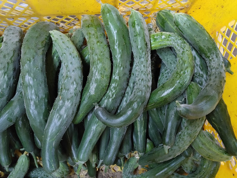 ☆★海老出汁カレー♪★☆