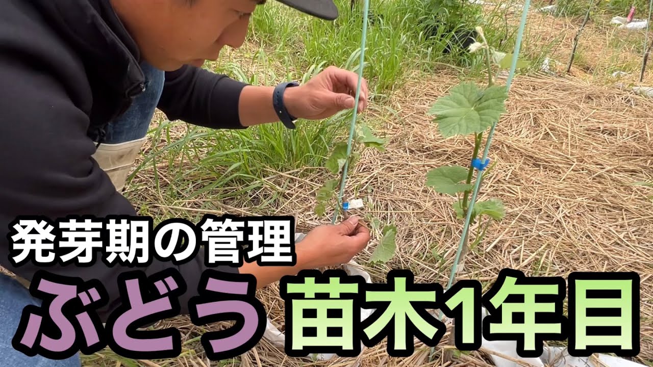 「ぶどうの作業」1年目の苗木はどうなった？仕立て方間違ったかな