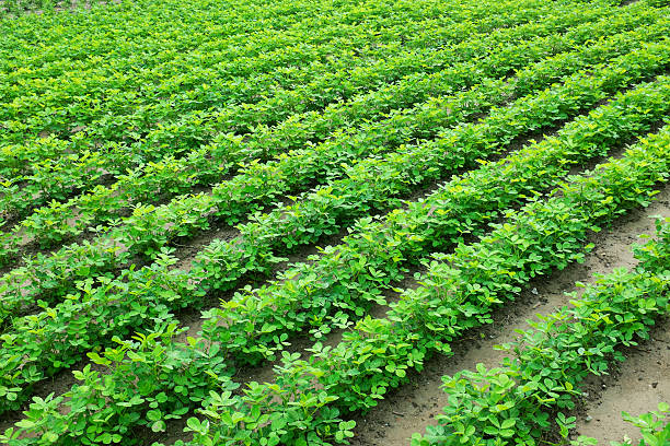 北の大地でピーナツを 挑戦の追い風は気温上昇 - 日本経済新聞