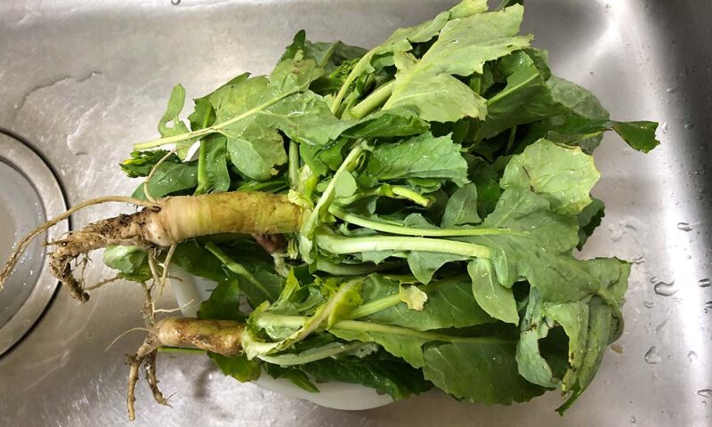 お知らせ・特集グッドフィールド