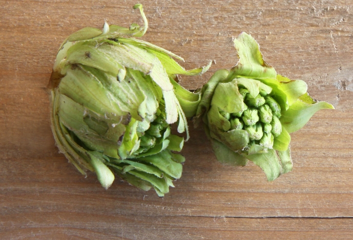 ふきのとうの収穫時期はいつ？食べ頃の目安や採取のコツと注意点もNature Fun Fact