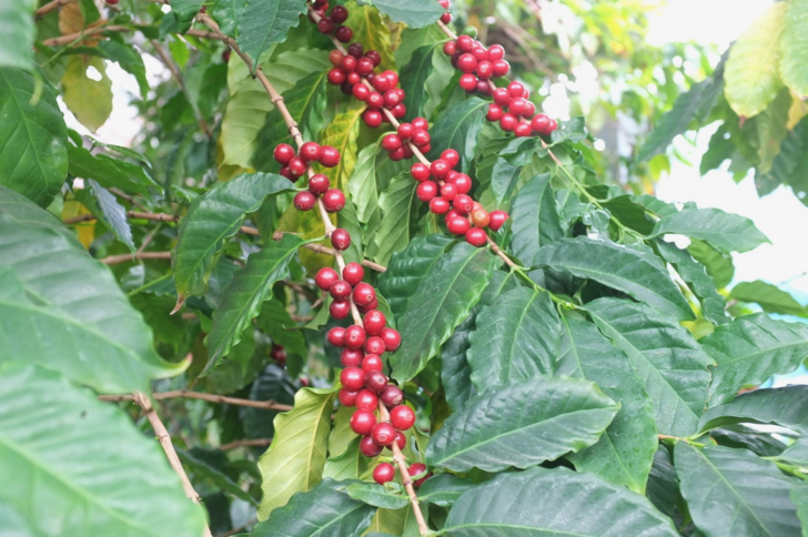 珈辞苑 No,1禁断のコーヒーの実を食べる?!まめにゃん奮闘コーヒーの真髄へ迫る