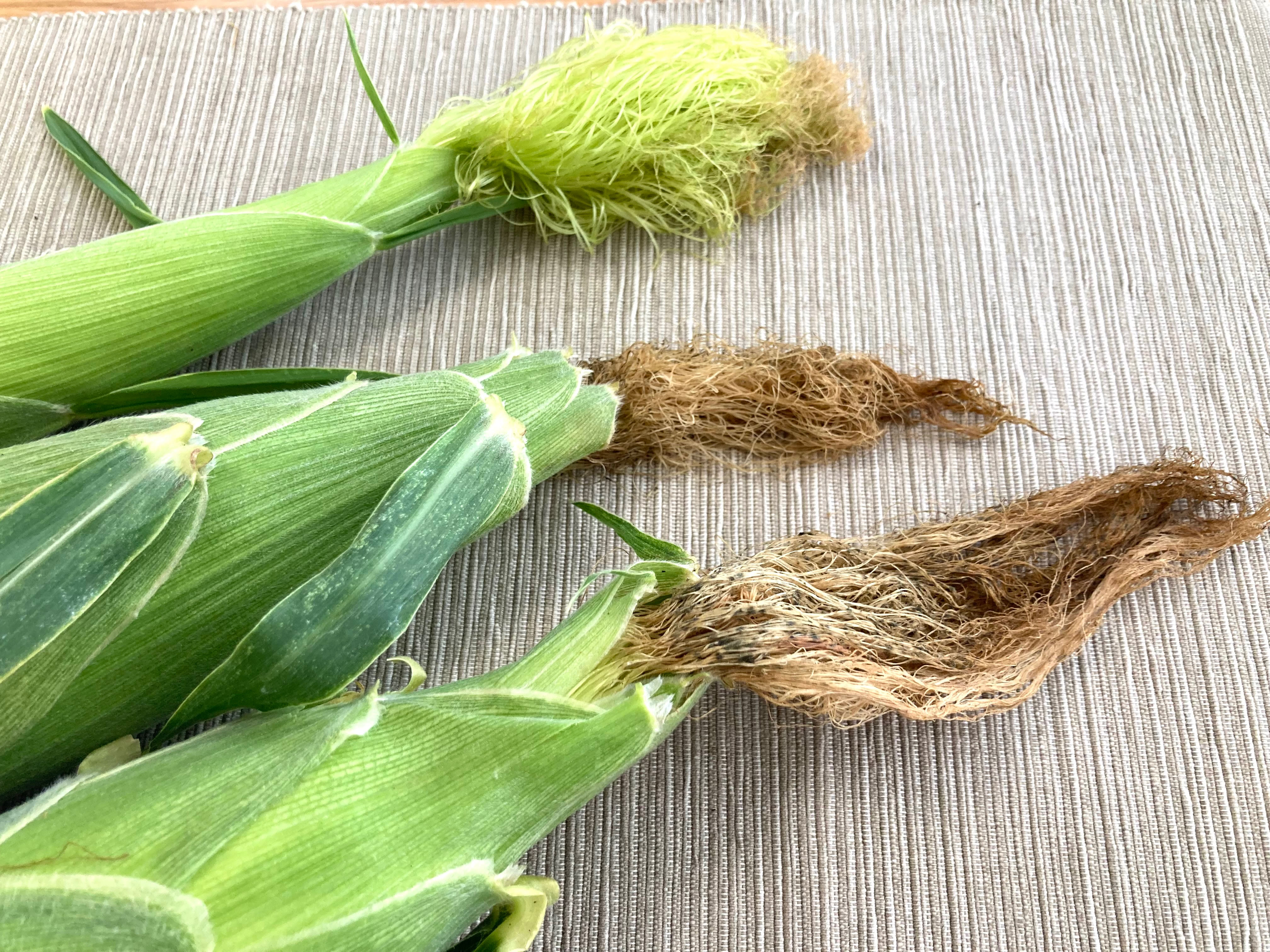 とうもろこし“美味しい”見分け方 見るべきところは 粒?ひげ?葉っぱ?実は