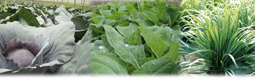 葉茎菜類 – 株式会社栄農人