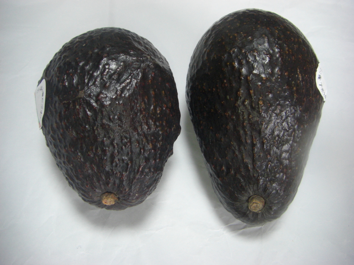 アボカド ヘタに注目！触らなくてもわかる「食べ頃のアボカドの見分け方」と保存方法を栄養士が解説ヨガジャーナルオンライン