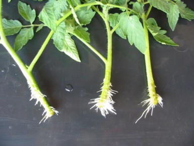 わき芽をとらず実をつける新しいタイプのミニトマト「ジャングルトマト」商品お役立ち情報みんなの農業広場