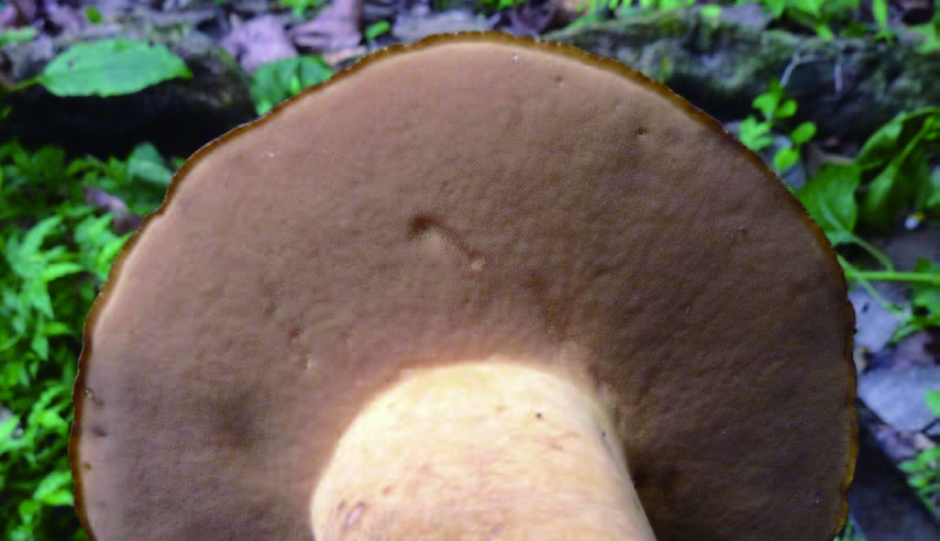 きのこの裏側香ばしい日々 - 楽天ブログ