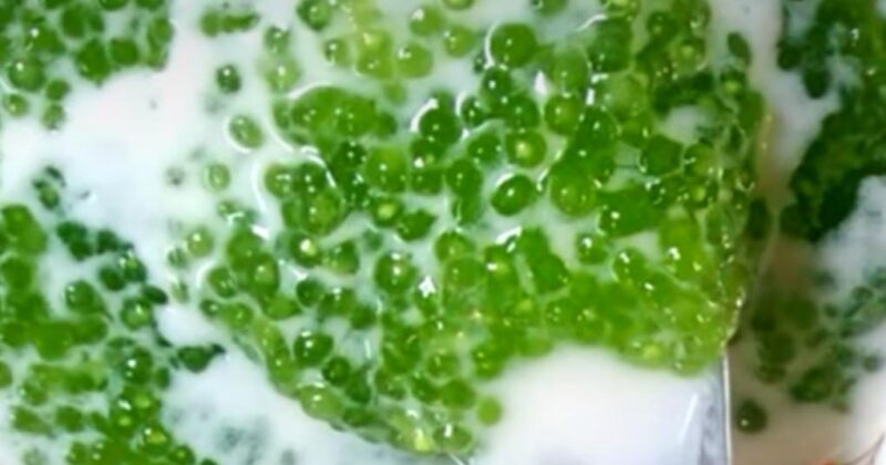 31周年！？安曇野食品工房のタピオカ入りココナッツミルク今日はどのスイーツ