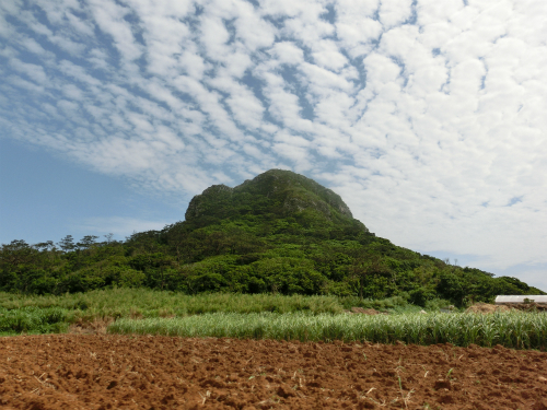 Bocchi 畑で採れたピーナッツの蜜煮conoyubi interior & lifestyle shop