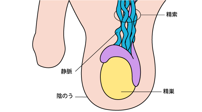 陰嚢・睾丸・キンタマの痛み、違和感、腫れ、痒み | 東京泌尿器科クリニック上野