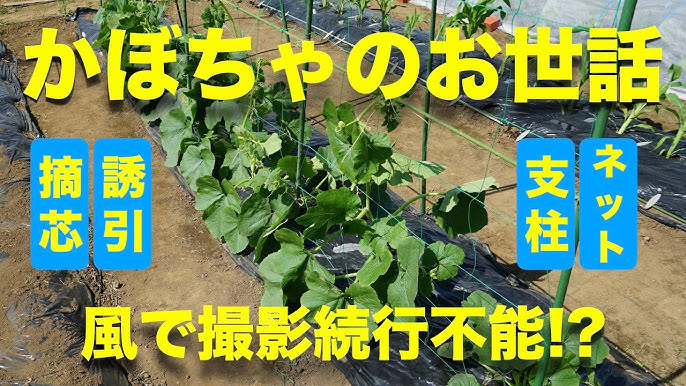 そうめんカボチャ 素麺南瓜 」の調理法 - らいちゃんの家庭菜園日記